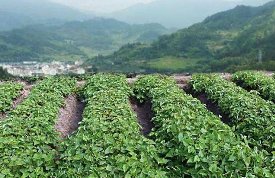 紫薯植株图片图片