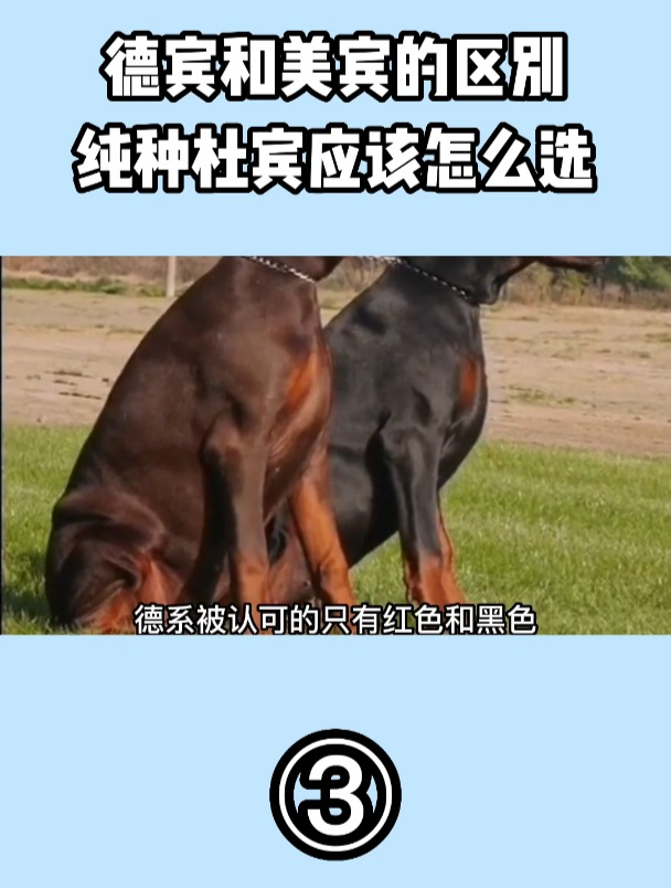 来说一下德系杜宾和美系杜宾的区别,纯种杜宾应该怎么选.