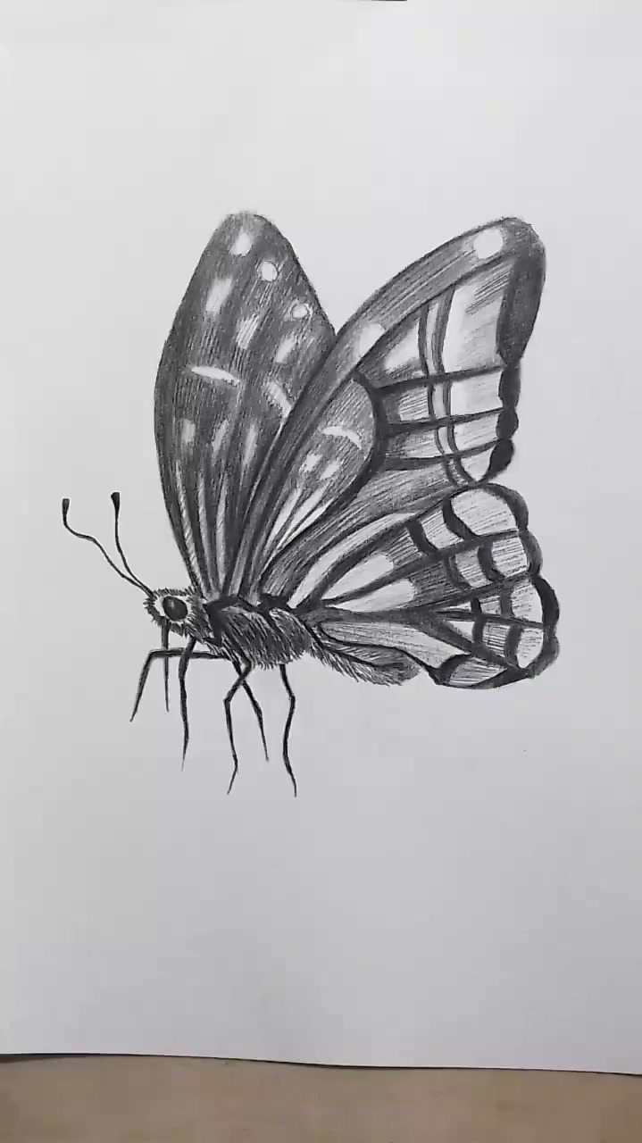 素描昆虫简单易学的素描蝴蝶画法