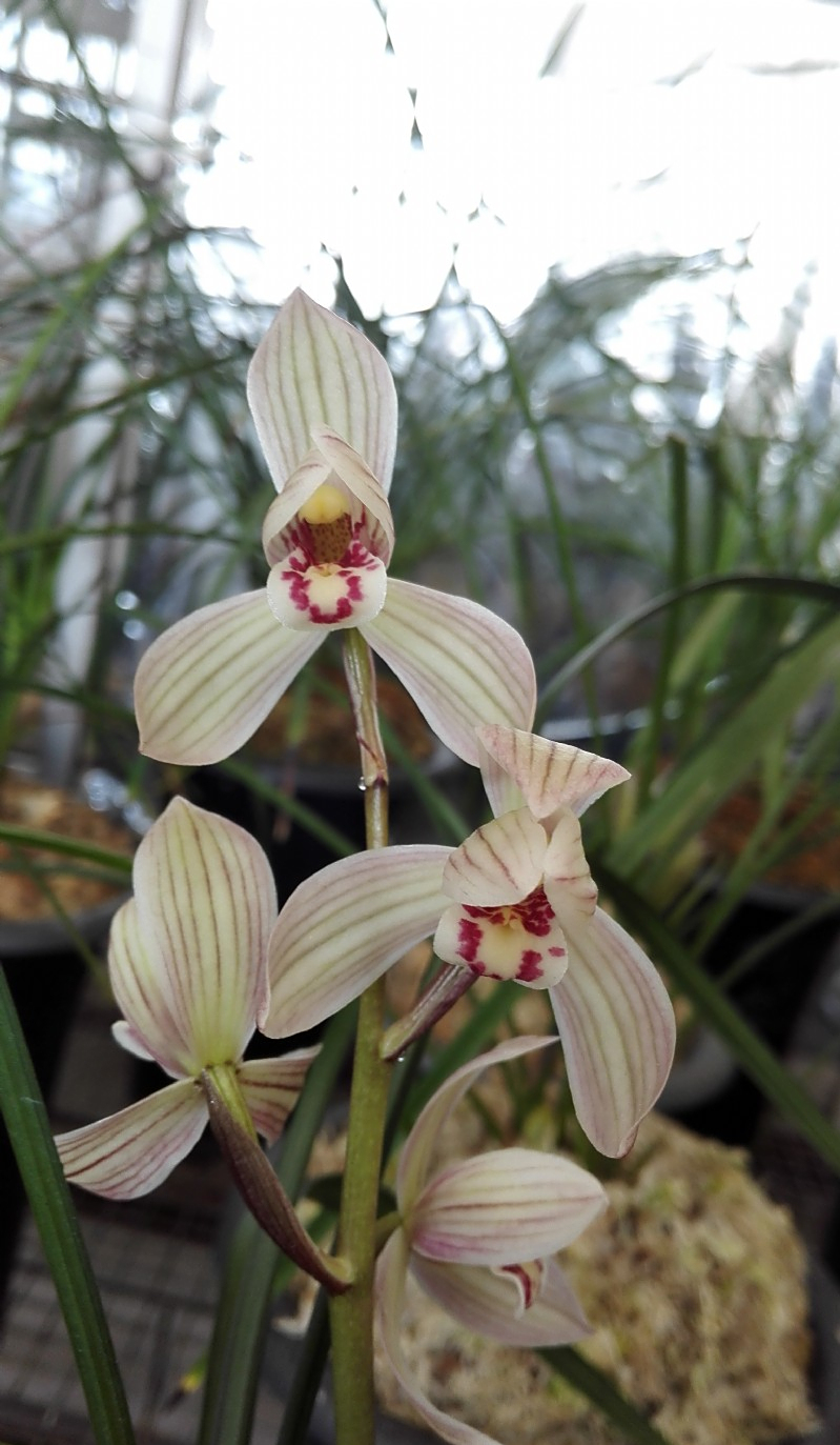 莲瓣兰铭品寺小灵童,花形飘逸,花香宜人,叶型弓垂花叶搭配完美