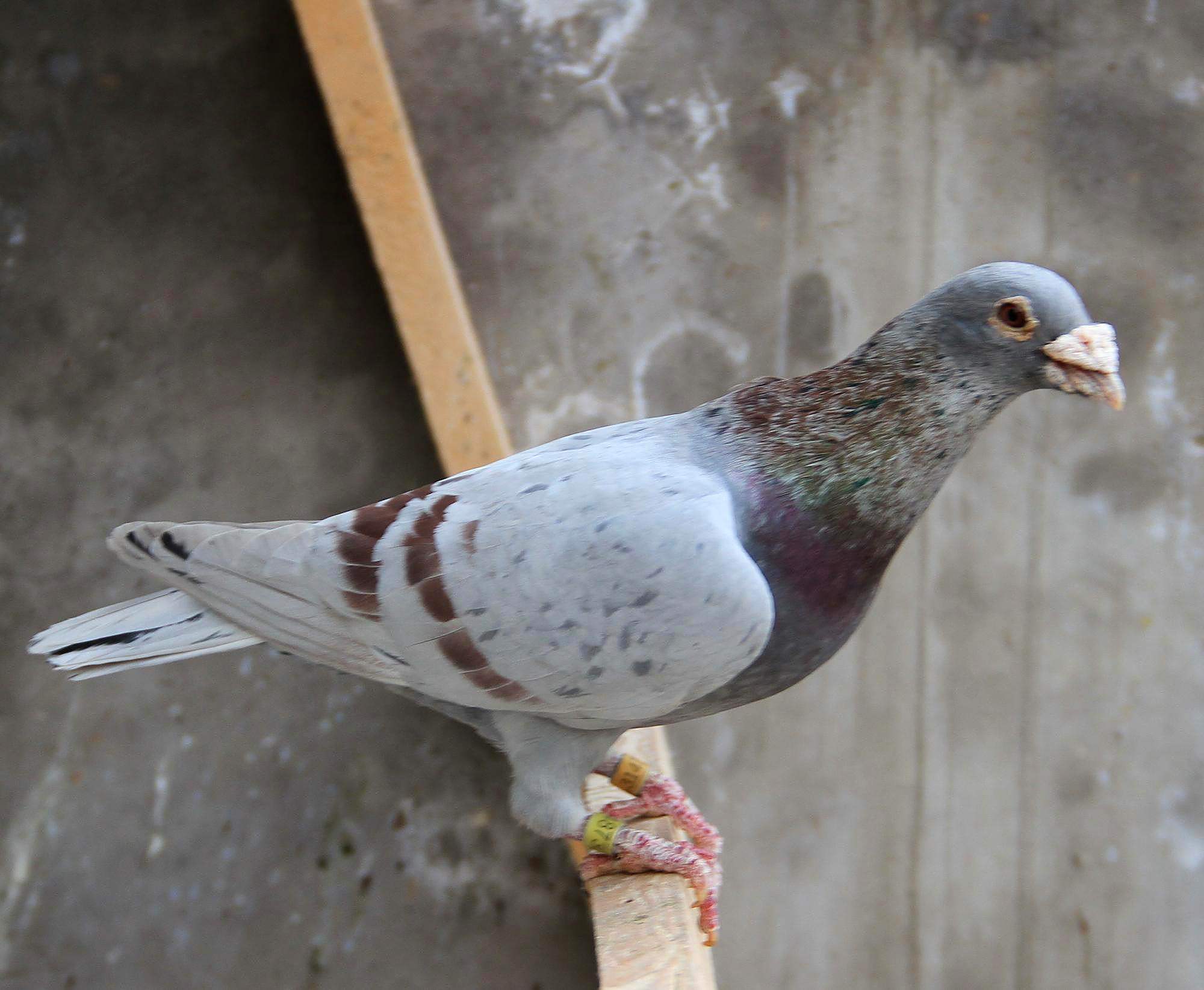 关于赛鸽尾巴问题的争议,什么样的尾巴更合适?