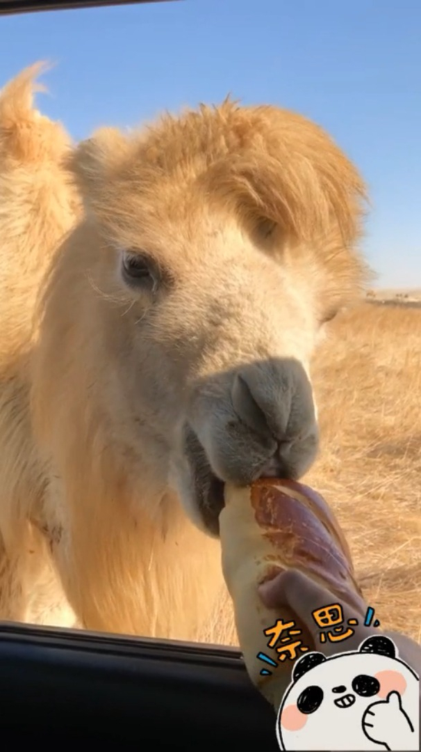 骆驼吃什么东西长大 骆驼吃什么食物 雄骆驼喜欢吃什么菜料