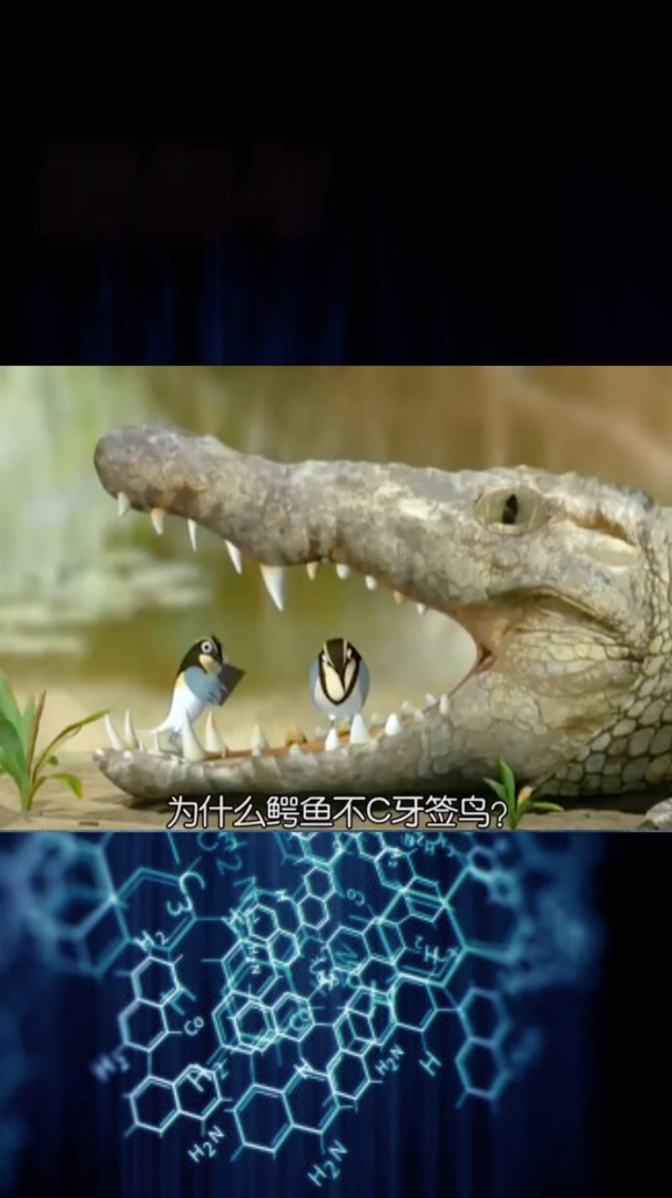 鳄鱼与牙签鸟李南天图片