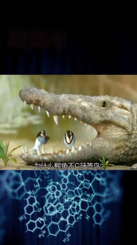 鳄鱼与牙签鸟电视猫图片
