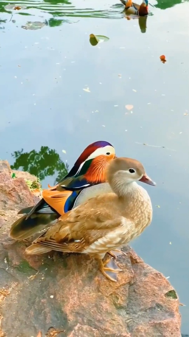 一池碧影入清塘,雨后鸳鸯湿彩裳柳下婵娟思缱绻,依依相伴诉