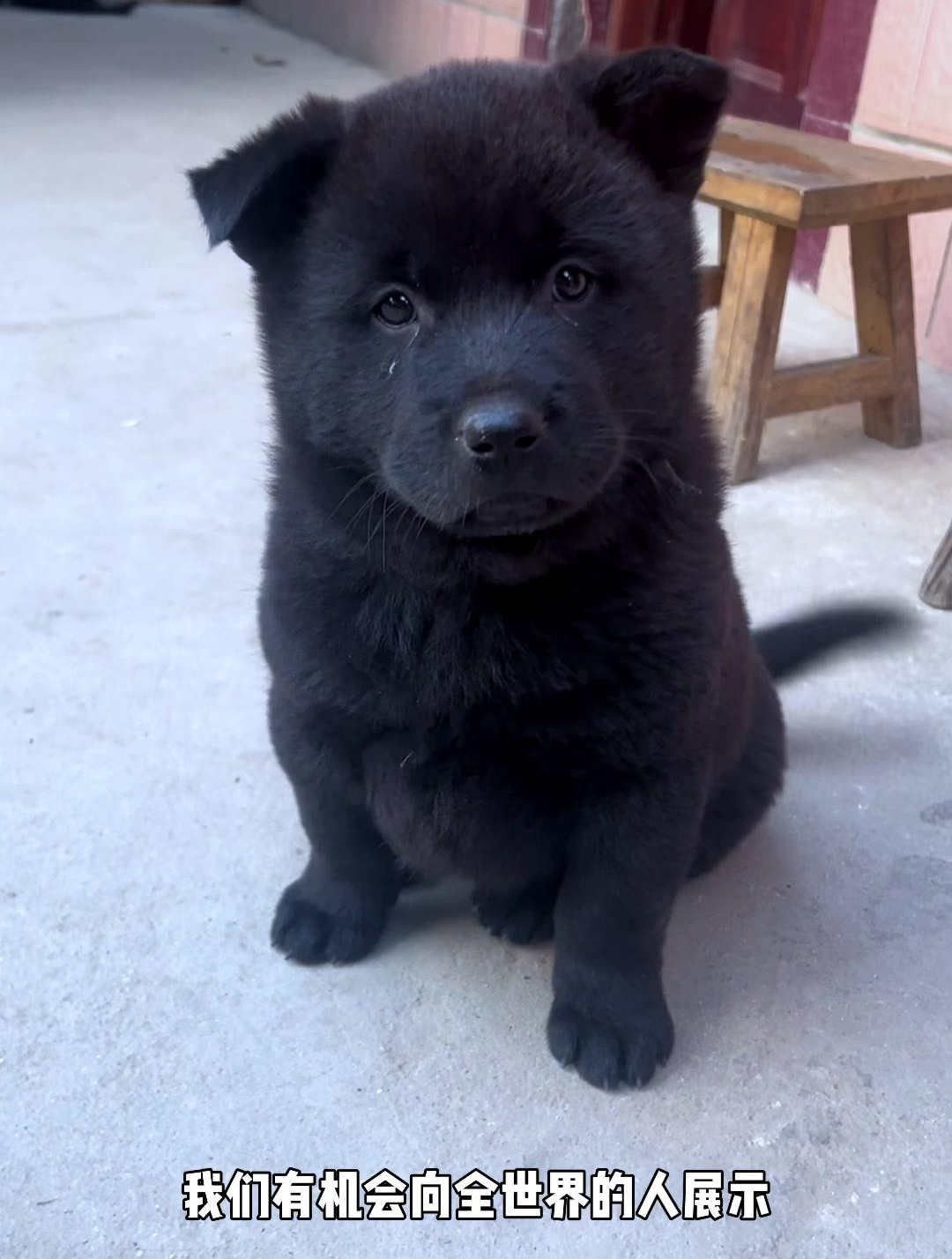 中華田園犬五黑犬,本土土狗