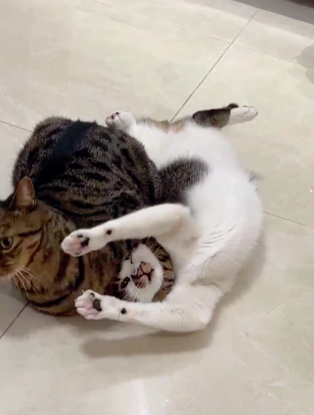 家有两只猫喵喵锁喉狸猫:看我的夺命剪刀脚,它都投降了