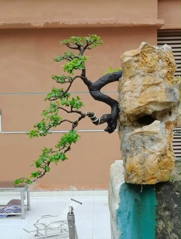 金弹子也能做附石悬崖造型,大家觉得我这个型可以拿奖吗-度小视