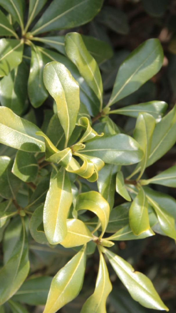 显微镜下的海桐叶横切面