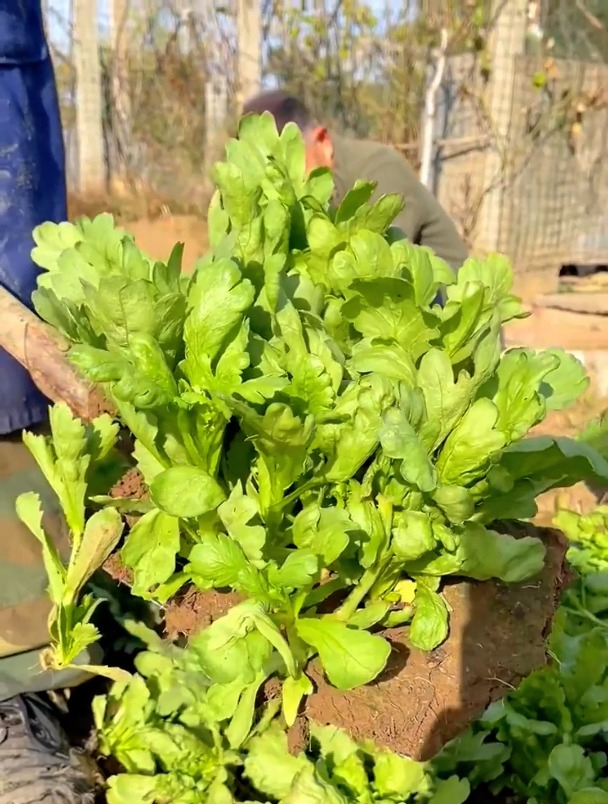 农村一种"茼蒿菜",20天采收一茬,营养比牛肉高,好种不招虫!