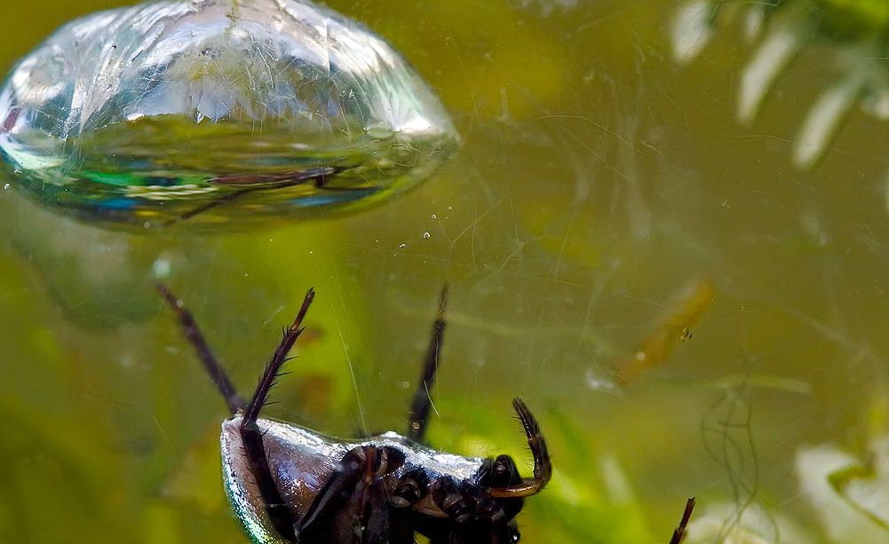 水下蜘蛛没有鳃,却能潜水30分钟,它们是如何做到的?