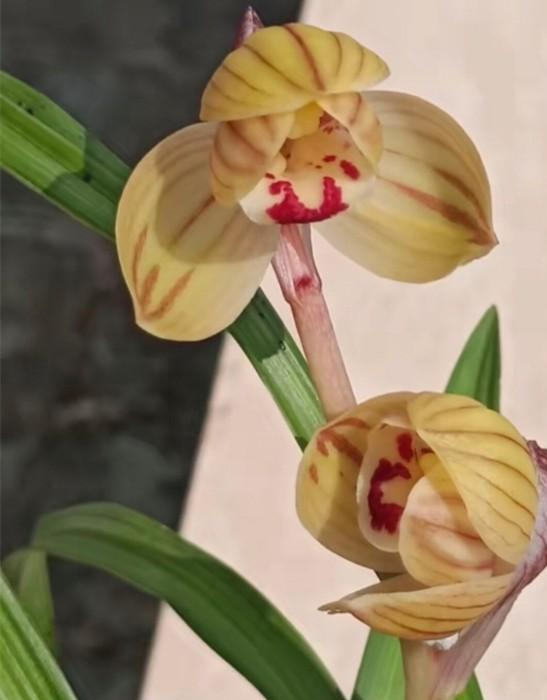 2004年男子便宜卖掉一棵兰花后来该花卖出290万男子求入股被拒