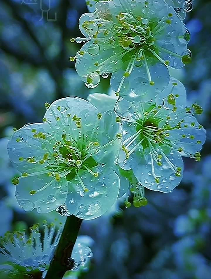 梅开,眼笑,遇见你,遇见美好绿梅,又称绿萼梅,因萼绿花白-度小视