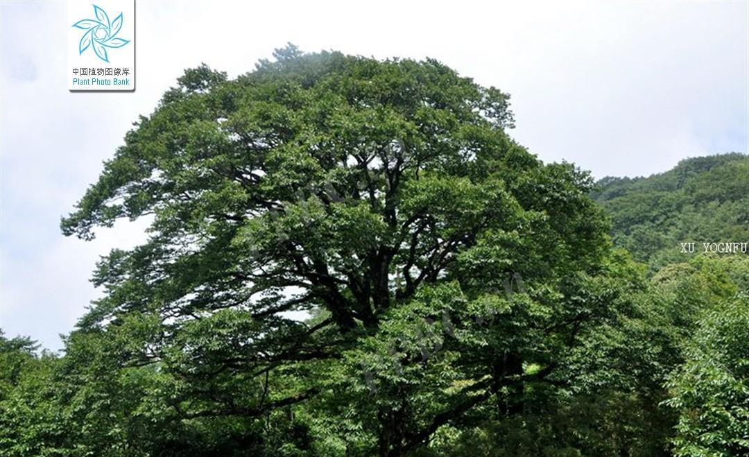青冈树的种类图片