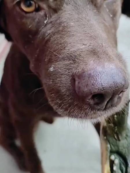 狗子贪玩被甲鱼咬住嘴,被咬后十分坚强,一声不吭-度小视