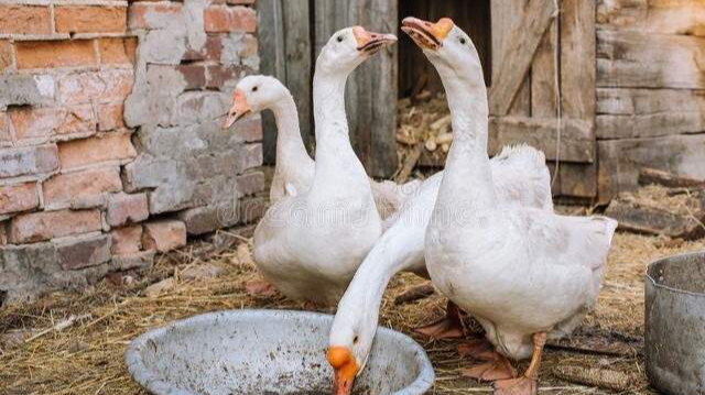 农村关于蛇的传言:雄黄驱蛇,鹅粪杀蛇,是真的吗?科学解释来了