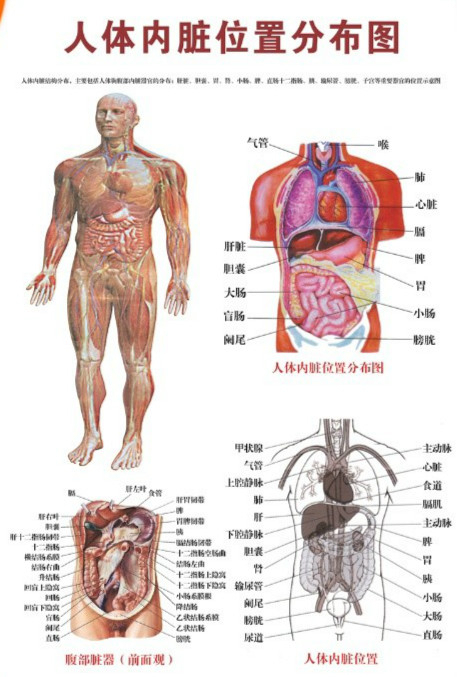 身体分布图和名称图片