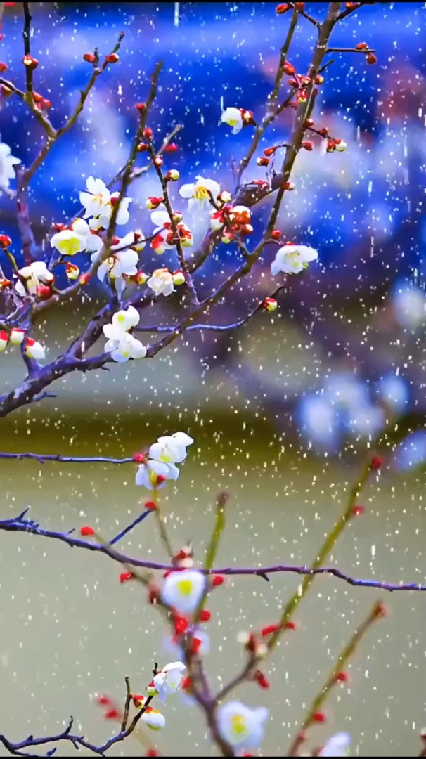 欣賞風景治癒梅花傲雪耐風寒雪中痴迷待紅顏含羞綻放