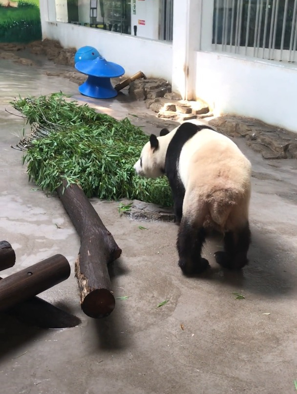 大熊猫走路确实是内八,但这种走路姿势是无害的甚至觉得很可爱