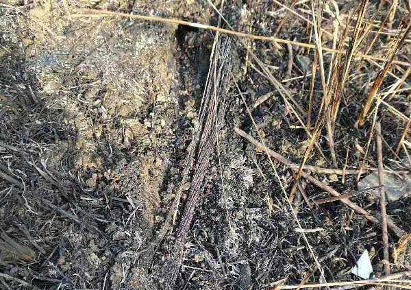 焚烧荒草引燃光纤电缆 无聊男子"引火烧身"