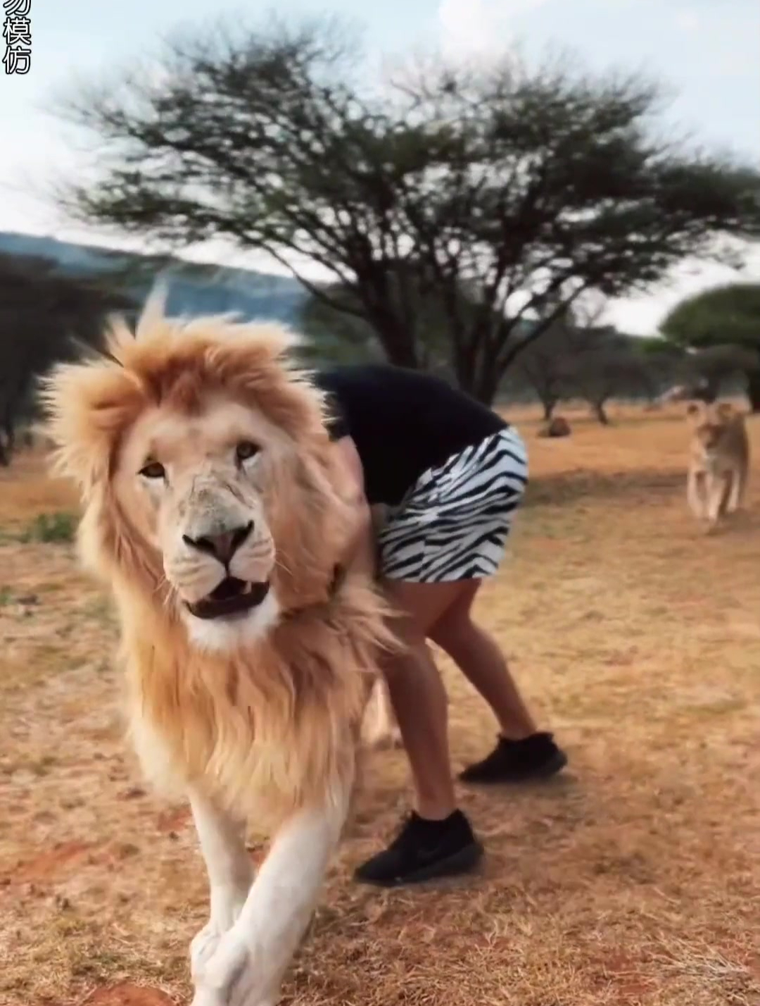 "狮语者迪恩"与狮子称兄道弟的男人.人与动物和谐共处