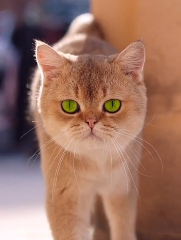 猫霸气的眼神图片图片
