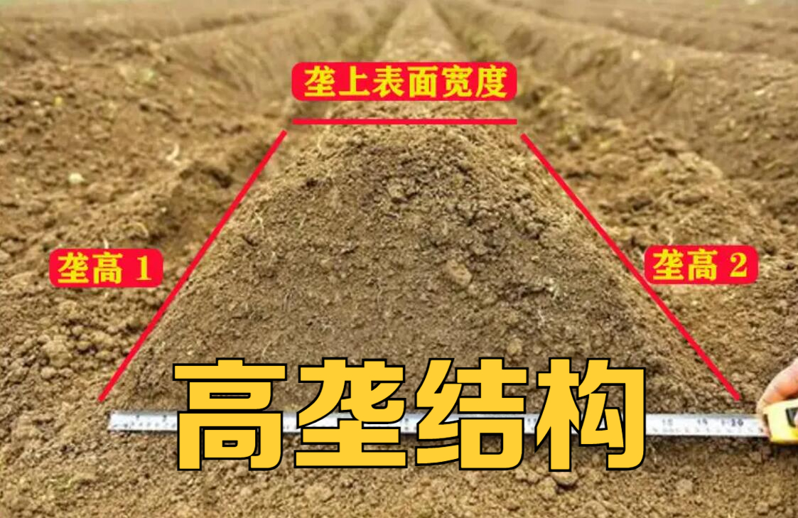西红柿高垄种植,如今最流行的模式,但有些步骤一定要注意