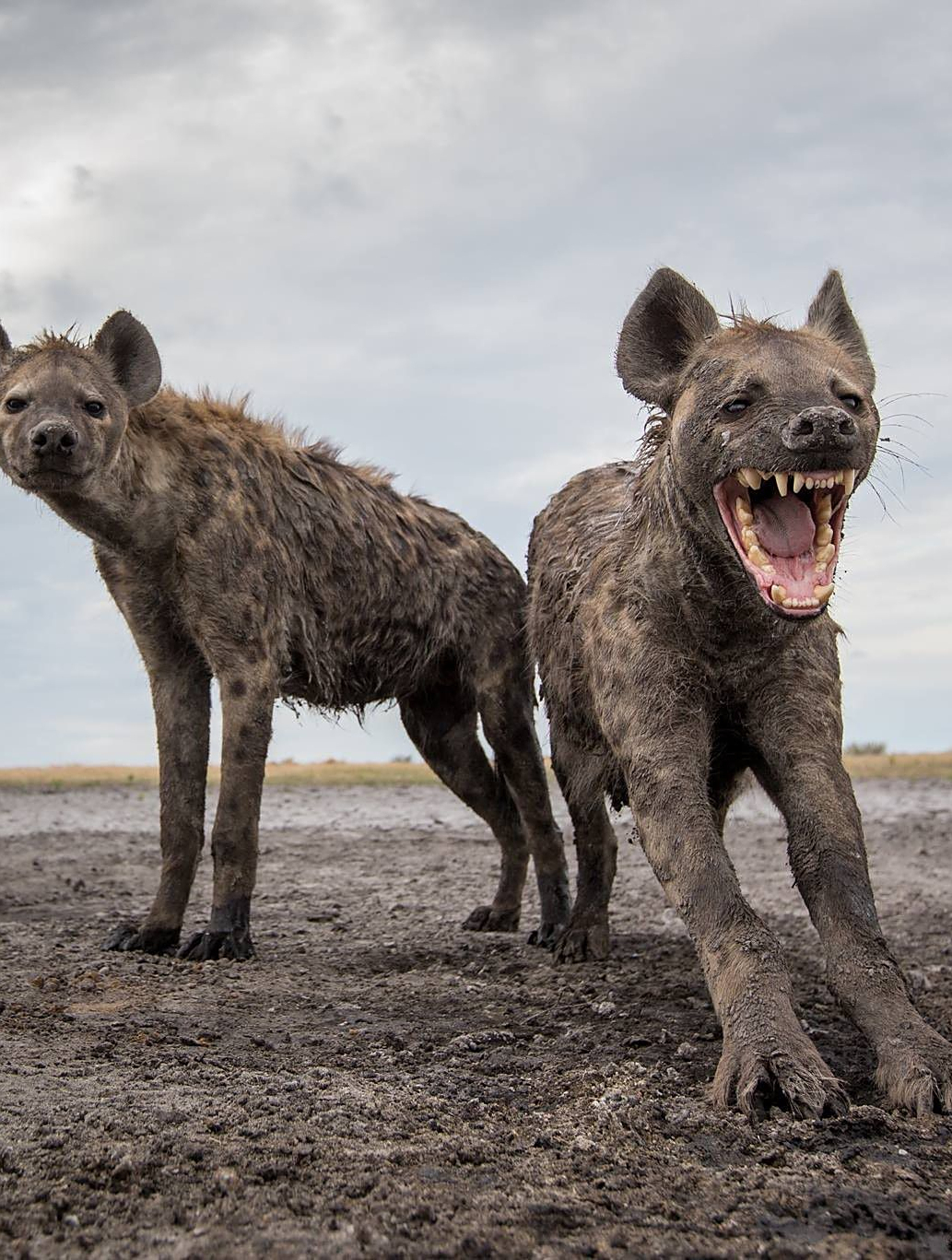嚣张的鬣狗!叼着大象耳朵到处蹦跶,一旁大象实在是忍无可忍3-度小视