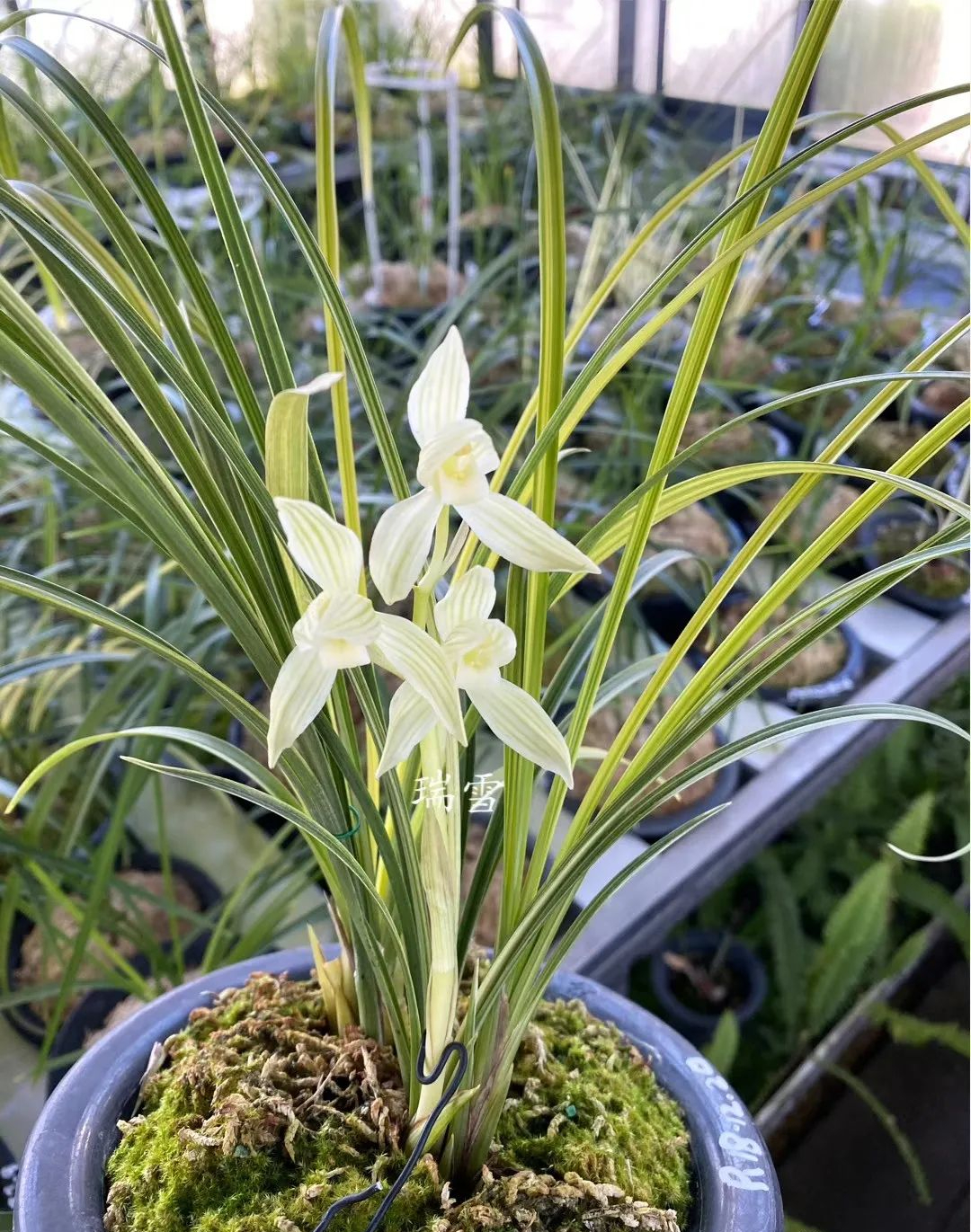 莲瓣兰素花佳品——瑞雪,花色洁白,清纯素雅,兰香十足花艺双全