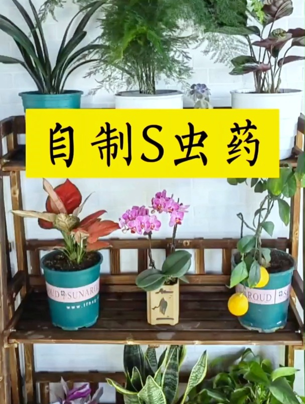 几招教你自制杀虫药让你剩下一年的早餐钱