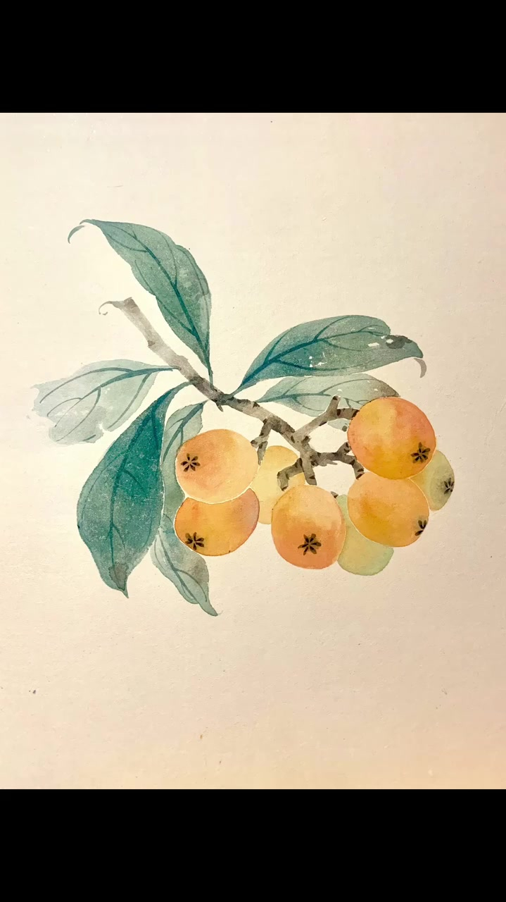 没骨枇杷绘画过程分享