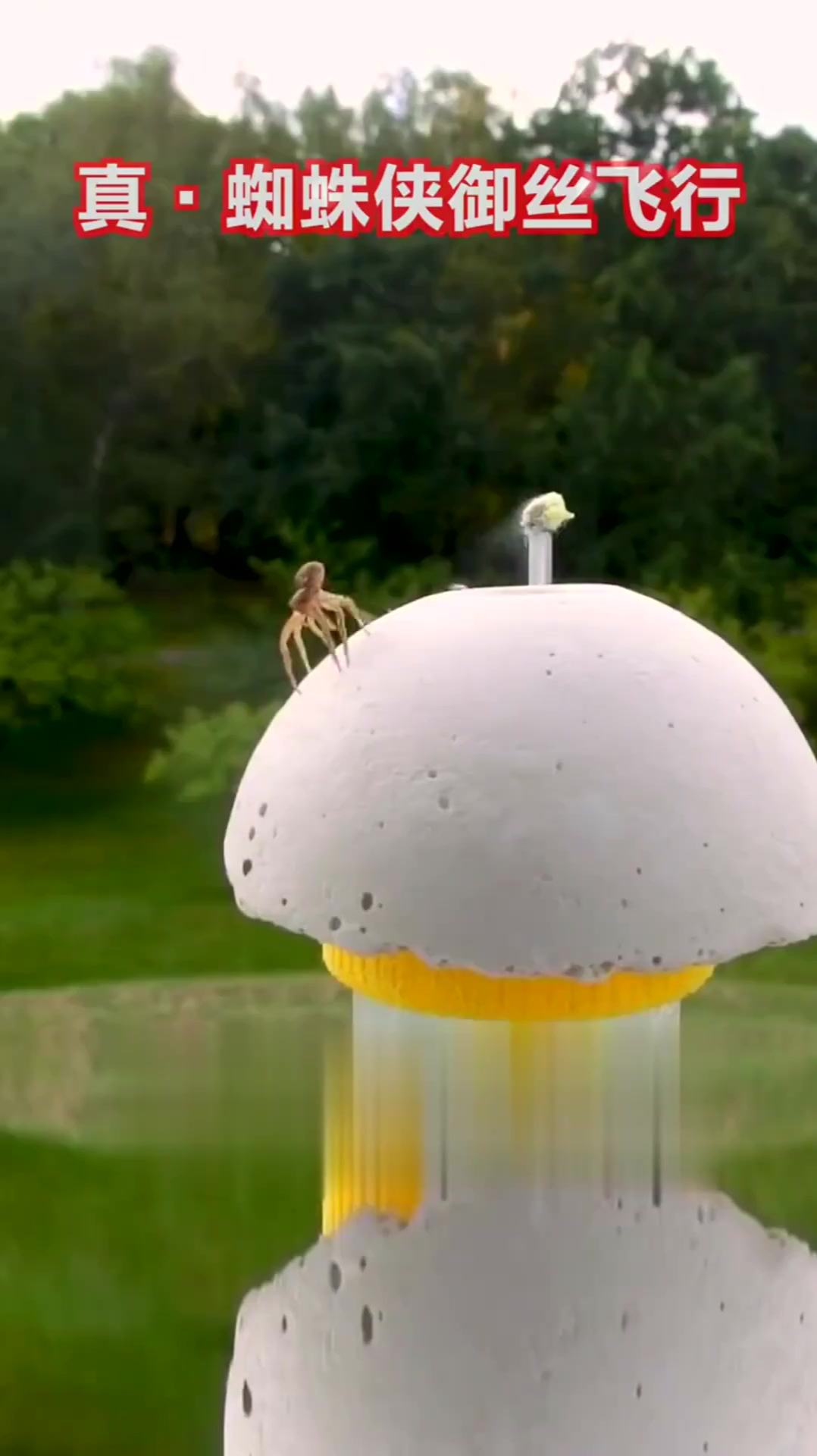 蜘蛛可以利用带静电蛛丝来飞行,蜘蛛侠电影诚不欺我!