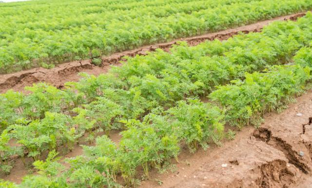 种植胡萝卜,对行距和株距有什么要求?还有哪些注意事项?