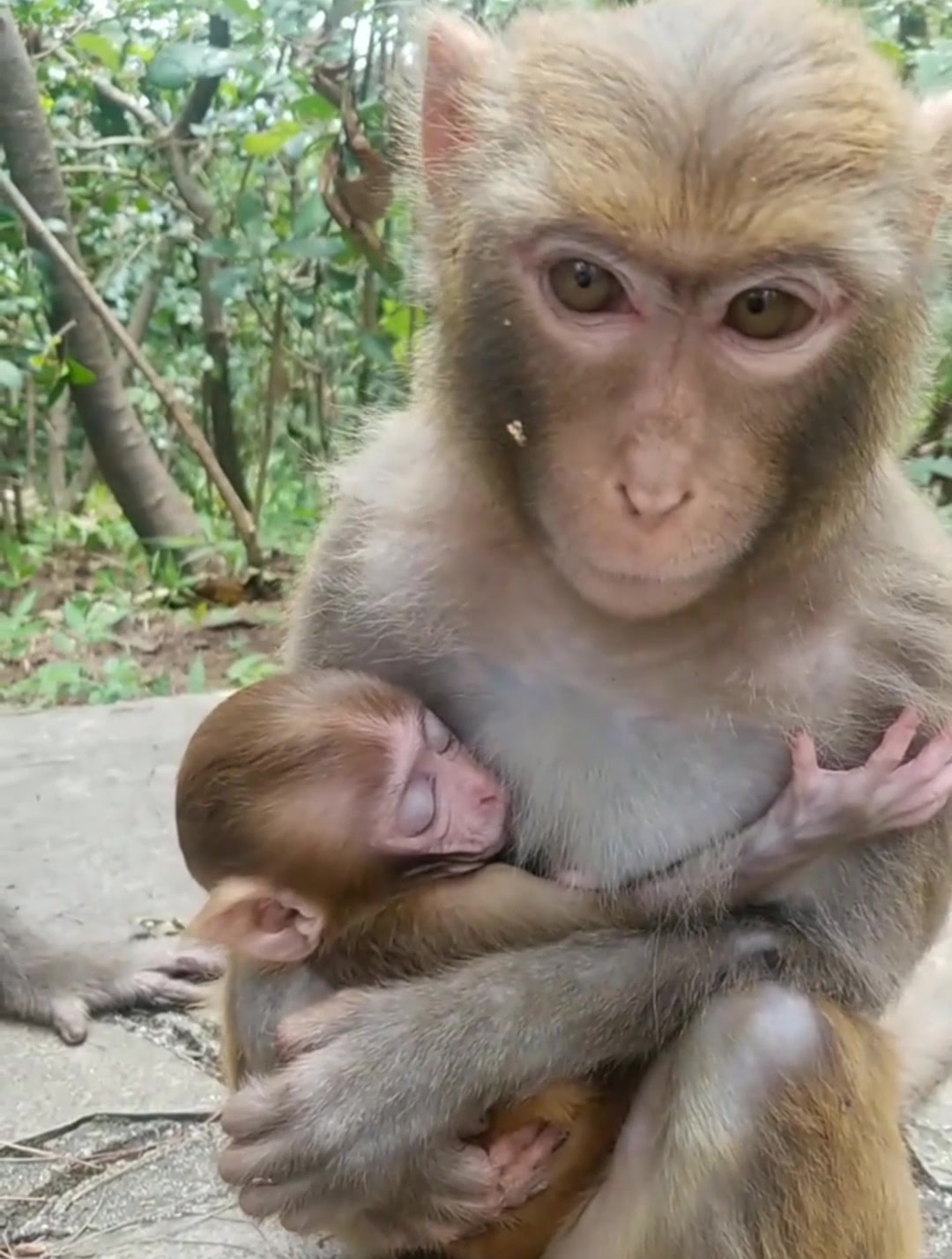 这小母猴不错,抱得这么好