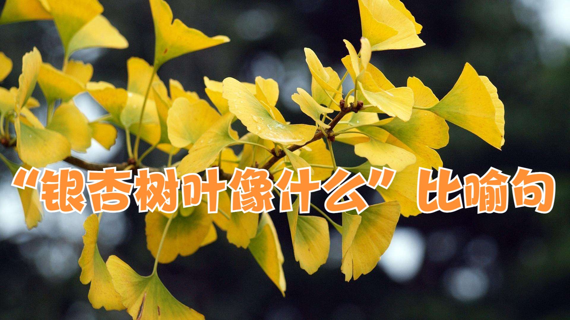 "银杏树叶像什么"比喻句