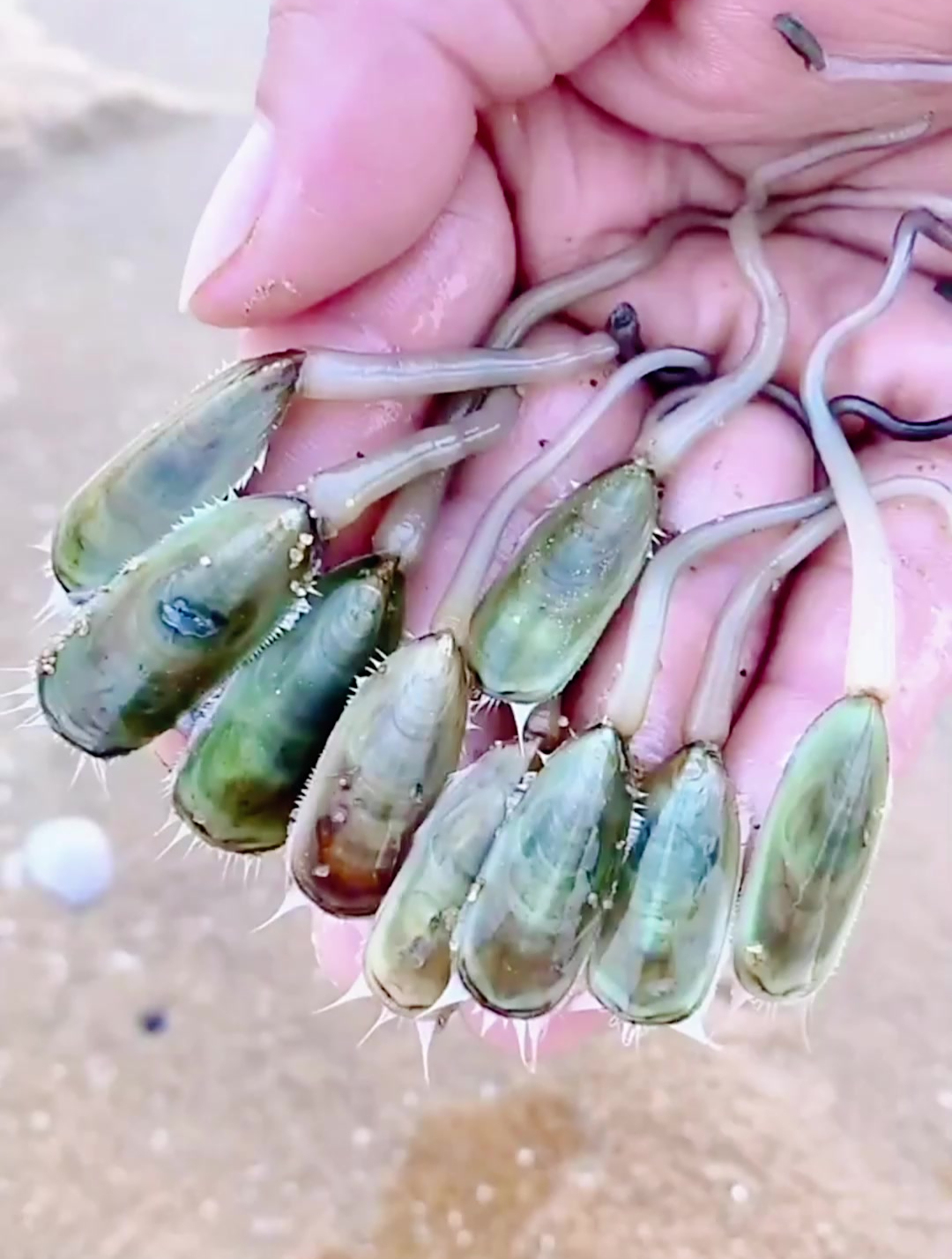 赶海抓海鲜,抓了一大堆海豆芽,你有没有见过呢?-度小视