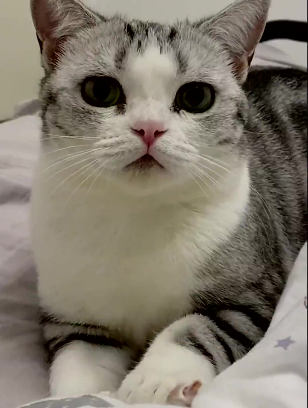 李哈哈小猫的嫉妒心也太强了