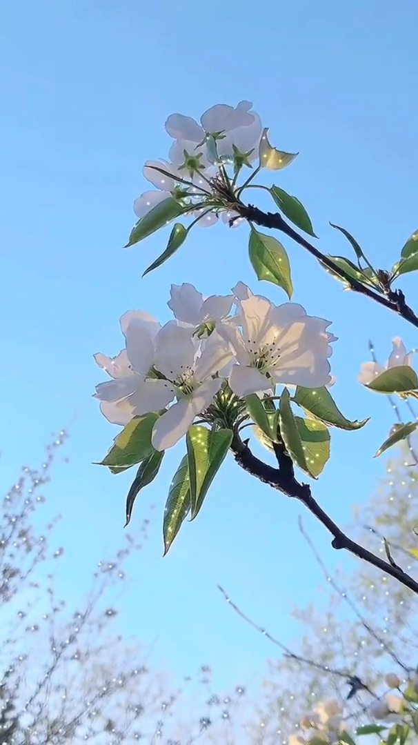治愈风景欣赏:愿阳光灿烂,抬头遇见的都是温柔!