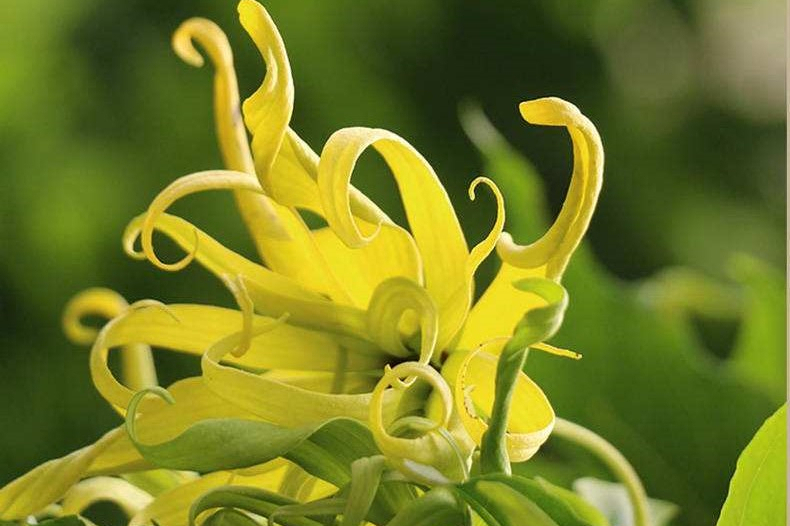 马达加斯加单方精油香料推荐-依兰依兰精油