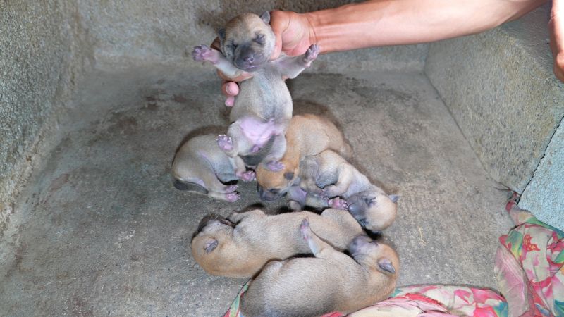 中华田园犬“土狗”，刚出生第一天，暖绵绵的真可爱,宠物,狗,好看视频