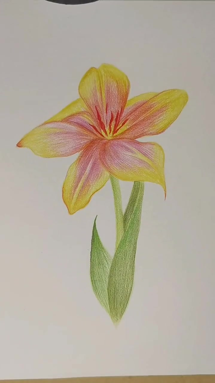 简单又好看的花束,彩铅画
