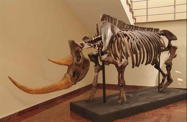 中国发现比长颈鹿还高的犀牛化石