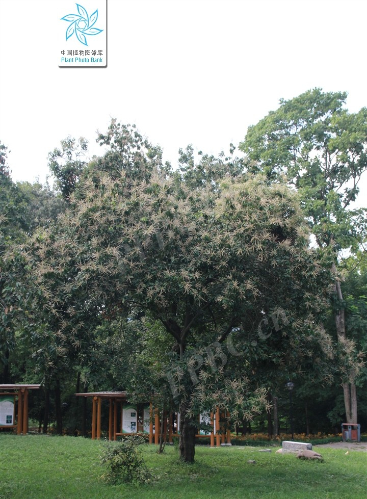 石栎的园林用途和市场前景分析,它是99个兄弟中的佼佼者!