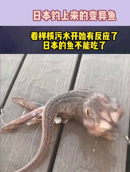 日本钓上来的变异鱼看样核污水开始有反应了日本的鱼不能吃了