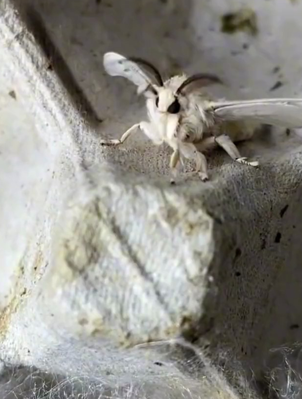 贵宾犬蛾,飞蛾界的"颜值天花板"-度小视