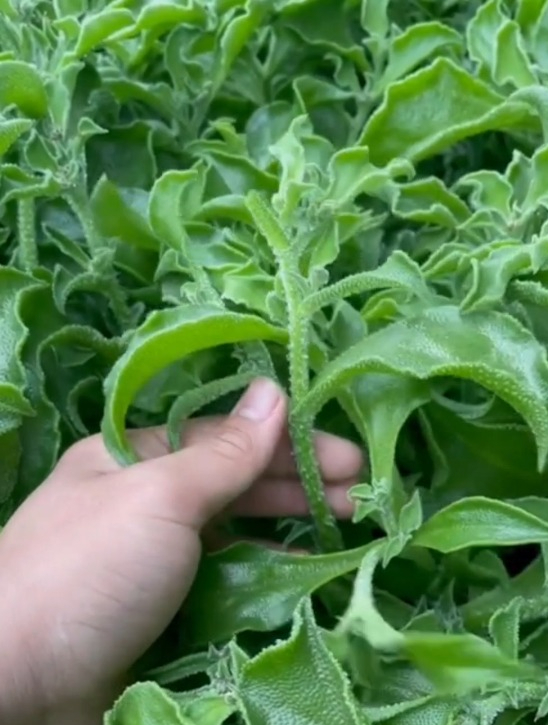 农户种冰菜,育苗管理是关键,随便一棵冰菜都能长到几十斤!