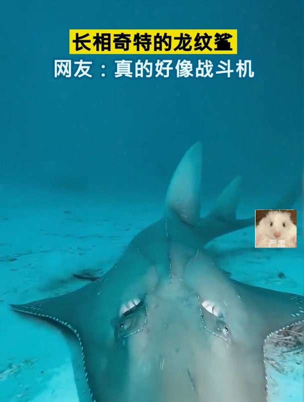长相奇特的龙纹鲨,网友:真的好像战斗机