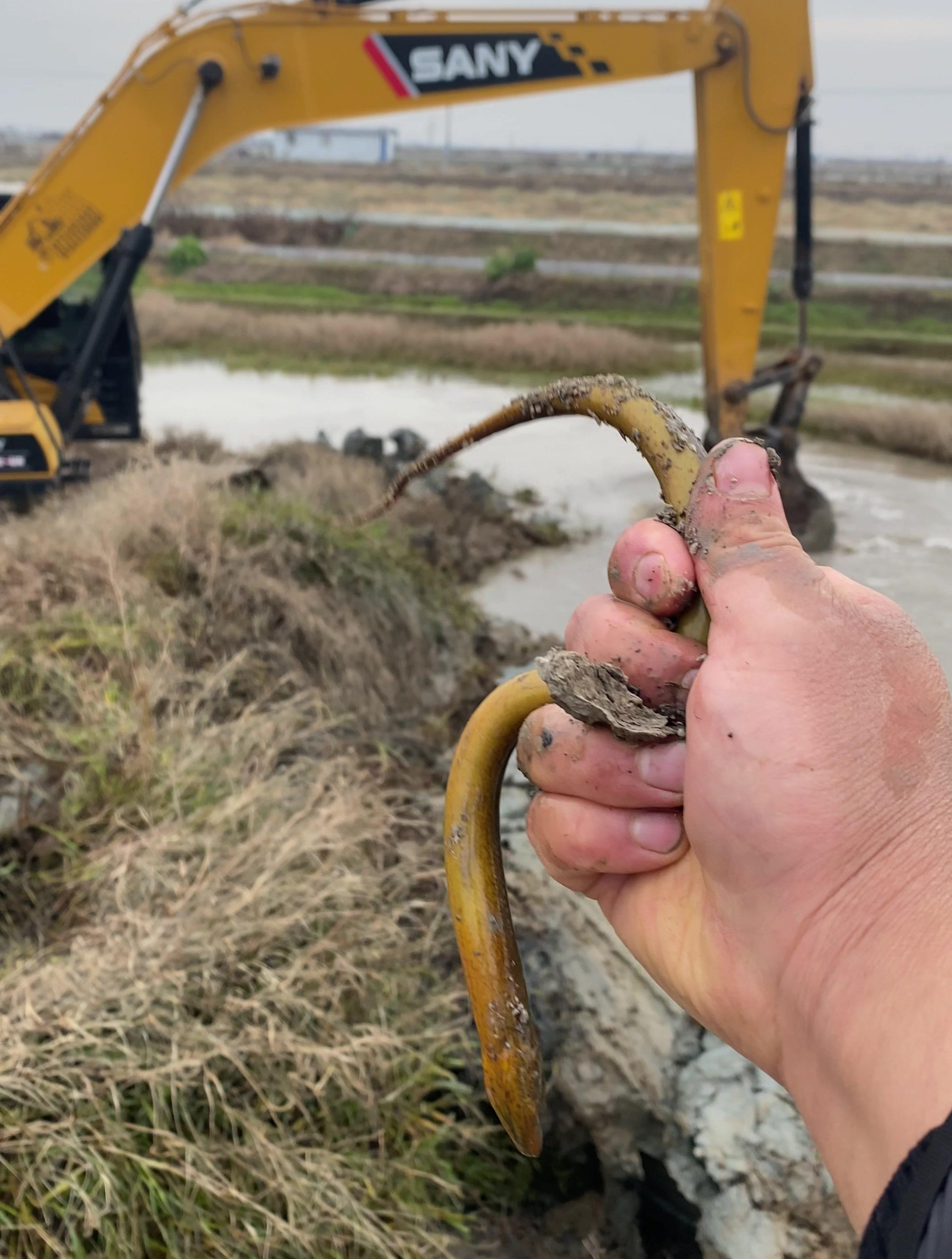 挖黄鳝还是挖机厉害