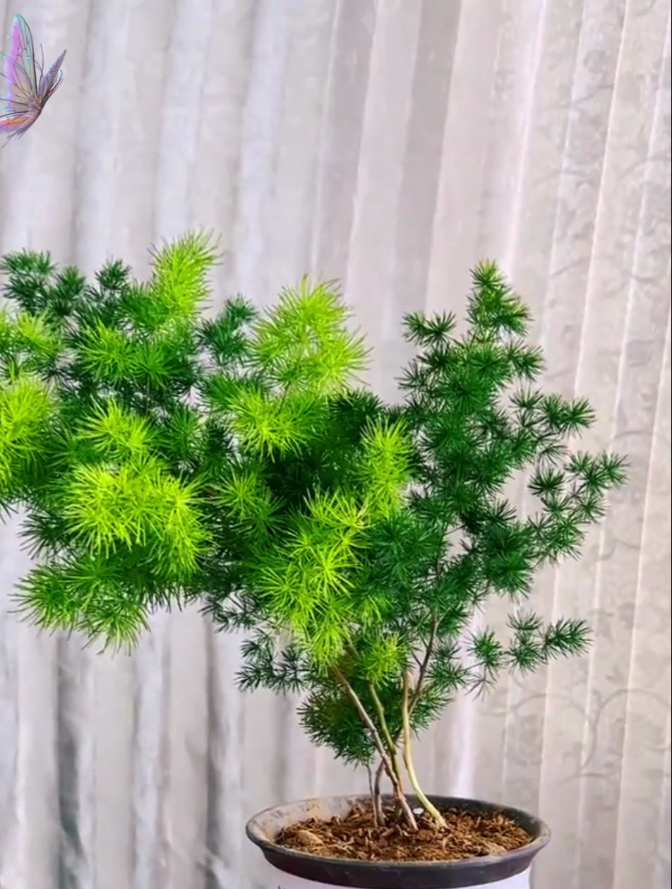 属猴的幸运绿植"蓬莱松",简单又好养,四季翠绿,气质悠然!