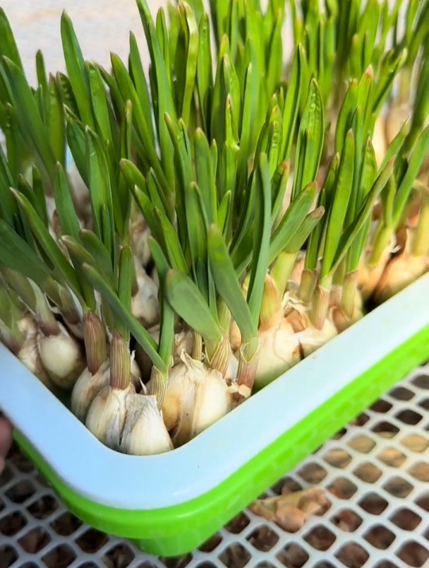 在家水培大蒜,简单还方便